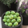 Set 3 ghivece de exterior, polipropilena, Keter, pentru terasa, interior, forma cilindrica, culoare antracit, cu perete dublu, cu dop de drenaj, dimensiuni: S, M, L